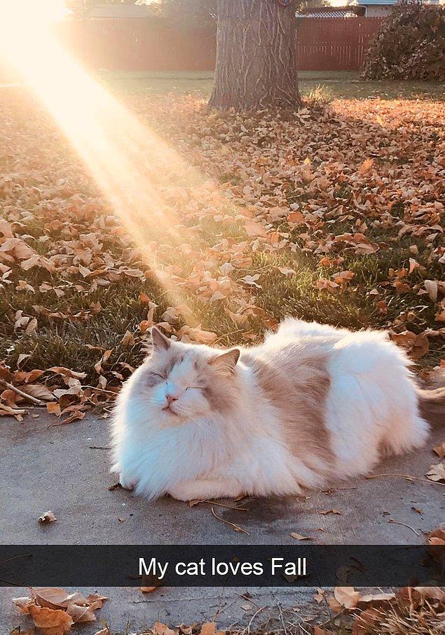 19. "Kedim sonbahara bayılıyor."
