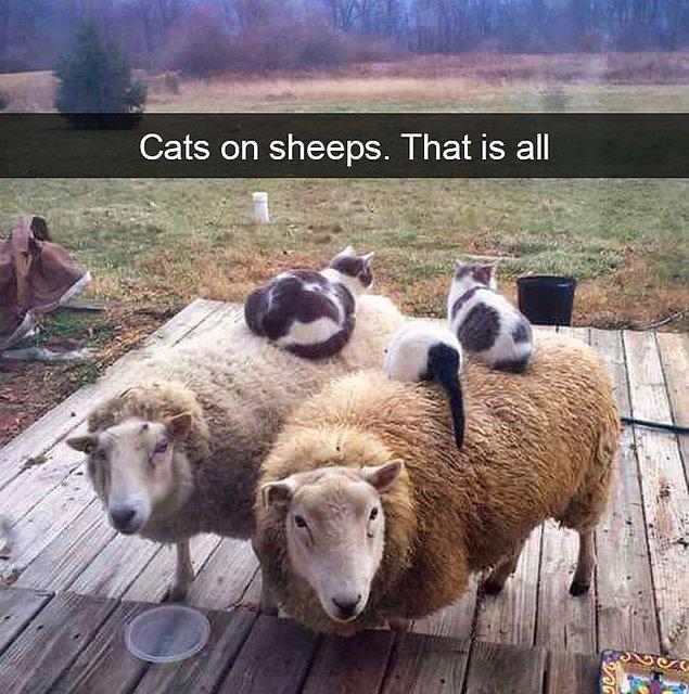 27. "Koyunlar üzerinde kediler, o kadar."