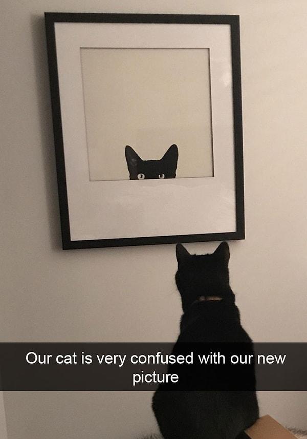 34. "Yeni resim kedimizin kafasını karıştırıyor."
