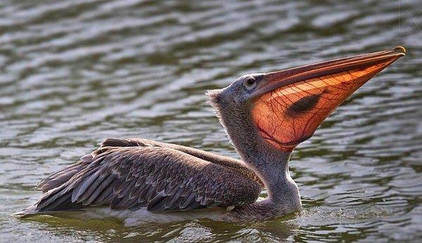 16. Balığı midesine indirmek üzere olan bir pelikan!
