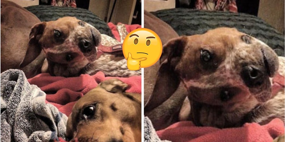 Herkesin Kafası Karışık! Göz Yanılmasını Bambaşka Bir Boyuta Taşıyan Minnoş Arkadaşın Fotoğrafı