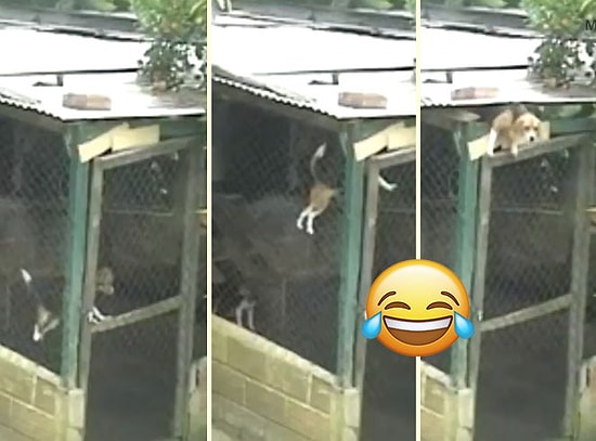 Akrobatik Hareketlerle Kafesten Kaçarak Özgürlüğüne Kavuşan Köpek