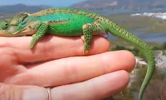 Bir İnsan Elinin Üzerinde 26 Yavrusunu Doğuran Bukalemunun Muhteşem Anları