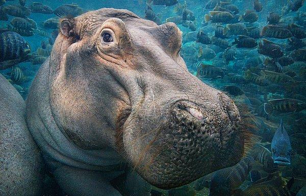 Flach fotoğraf çekebilmek için köpek balıkları ve hipopotamlarla yüzdü ve insanlar tarafından oluşturulan vahşi hayatı farklı bir açıdan görebilmek için  hayvanat bahçelerini ziyaret etti.