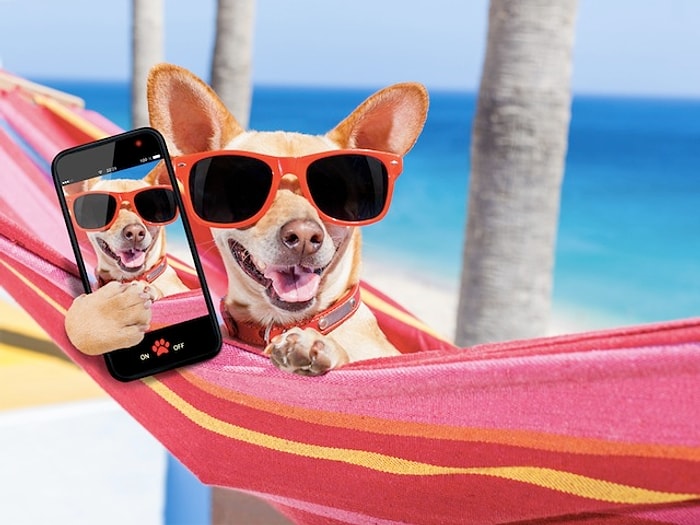 Bu Ünlü Instagram Minnoşlarından Takipçisi Daha Fazla Olanı Bulabilecek misin?