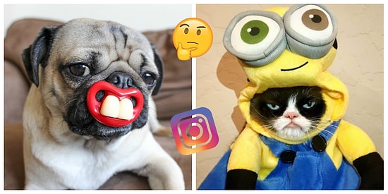 А вам слабо отгадать с первой попытки, у какого животного больше подписчиков в Instagram?