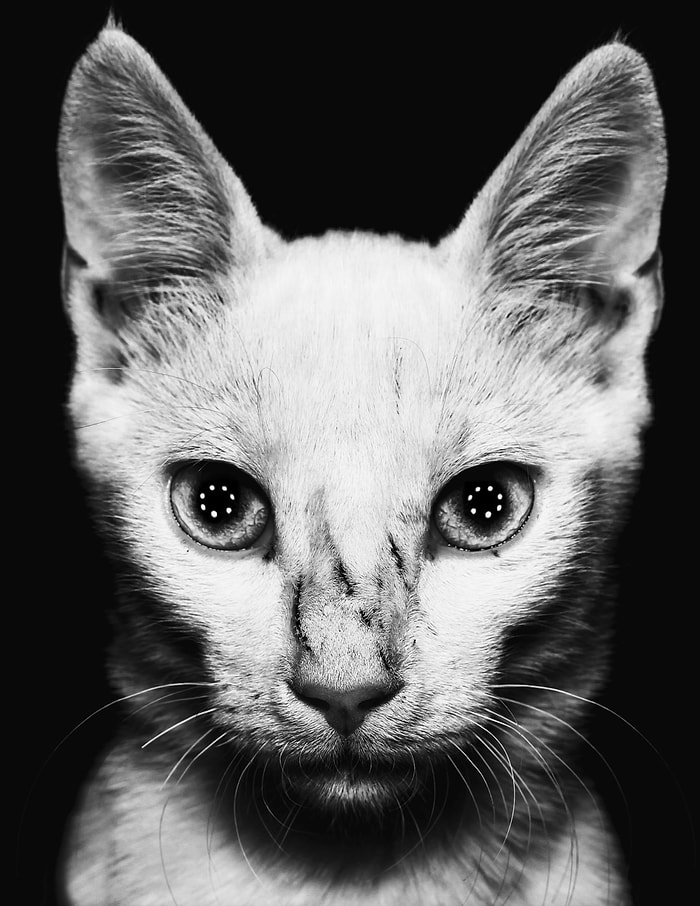 Sürekli Karşılaşıp Çoğu Zaman Görmediğimiz Hayvanlar İçin Fotoğraf Projesi: Sokak Kahramanları