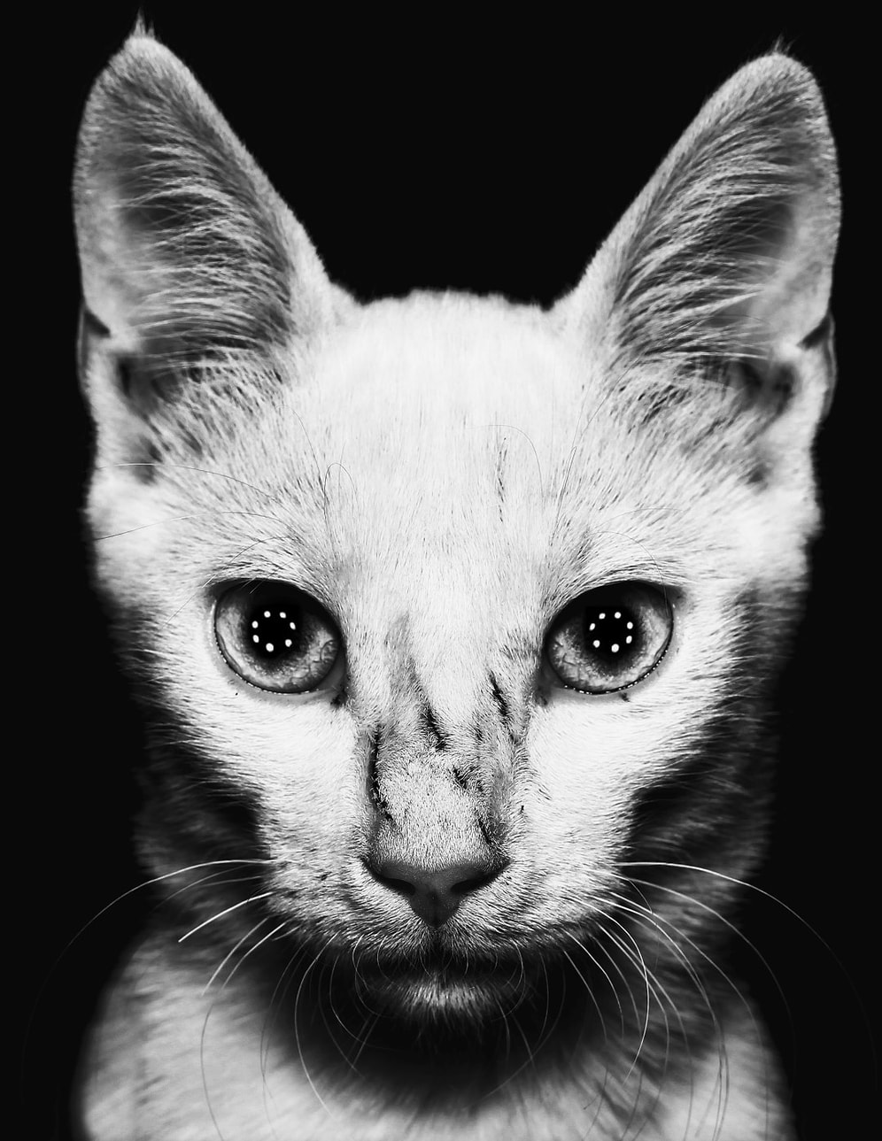 Sürekli Karşılaşıp Çoğu Zaman Görmediğimiz Hayvanlar İçin Fotoğraf Projesi: Sokak Kahramanları