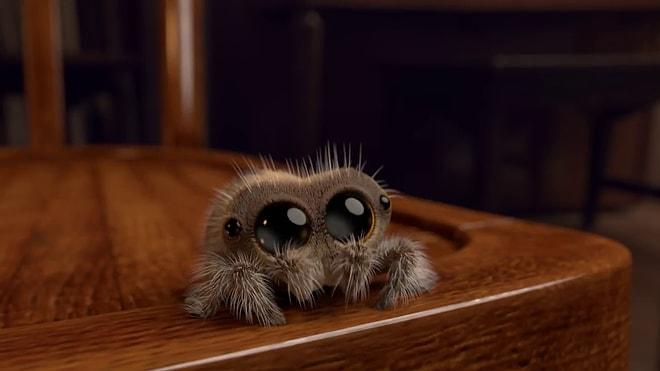Araknafobia da Neymiş Dedirtecek Minnoş Örümcek Lucas ile Tanışın!