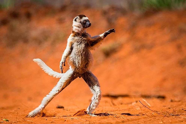 9. Дикая природа