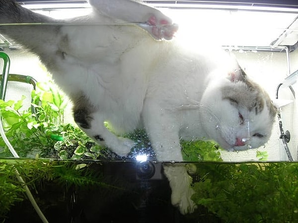 5. Порода никак не влияет на характер кота 🐈