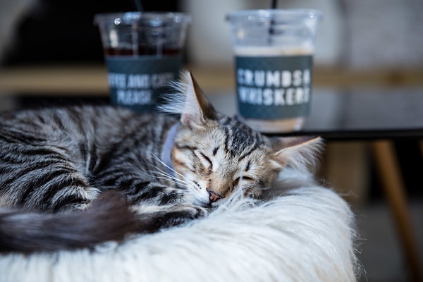 6. Стерилизация продлит жизнь вашему пушистому питомцу 🕰