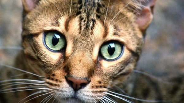 9. У котов есть третье веко 👁