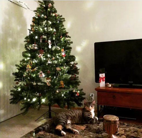 4. Огромный кот