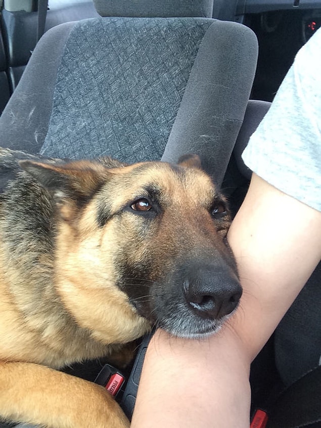 8. 'Kız arkadaşımın köpeğini bugün parka götürdüm. Sanırım beni sevdi.'