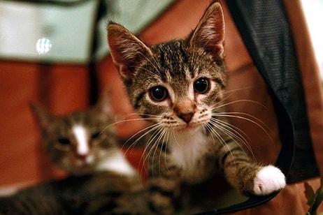 Kediye İşkence AYM'ye Gidiyor: 'Sahipsiz Hayvanlara Yönelik Suçlar TCK Kapsamına Alınsın'