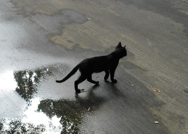 14. Если чёрная кошка перешла вам дорогу, то обязательно нужно было подержаться за что-то чёрное