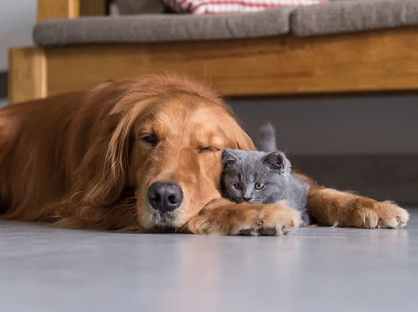 1. Давайте приступим: Кто вам больше нравится - собаки или кошки?