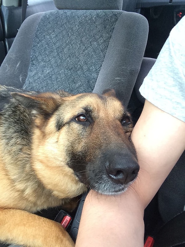 8. 'Сегодня я познакомился с собакой моей подруги. Мне показалось, что между нами возникла симпатия'