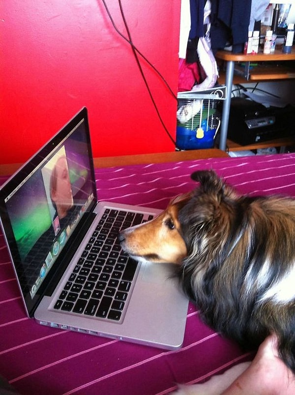 18. 'Мой молодой человек был вынужден переехать. И моя собака безумно по нему скучает. Представляете?'