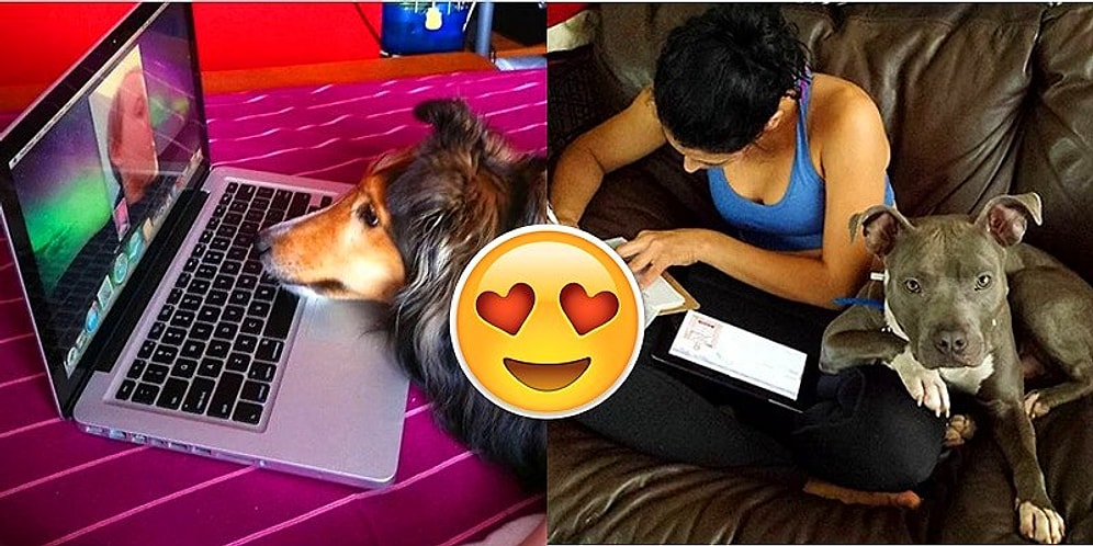 Будьте внимательны и осторожны, эти четвероногие могут увести у вас партнера 😍