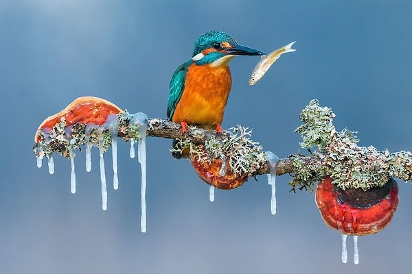 3. "Пик", Petar Sabol. Специальная премия в категории "Животные в естественной среде обитания".