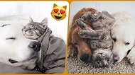 İki Köpek Bir Kedi! Bu Üçlünün Arkadaşlık İlişkisi Gözlerinizden Kalpler Çıkaracak! ❤️