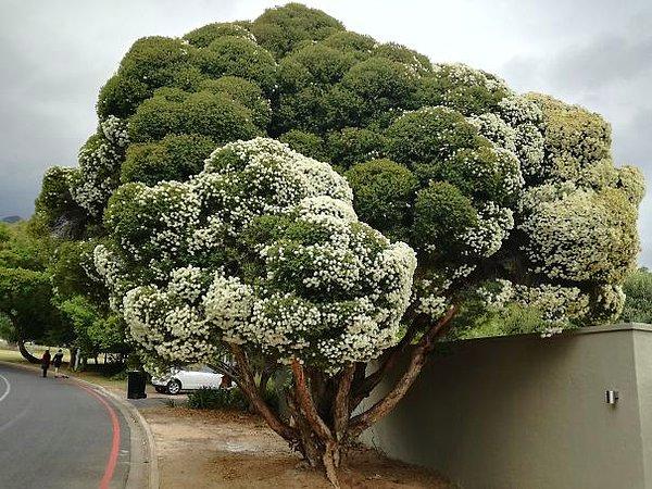 26. Aynı anda hem karnabahar hem de brokoli gibi görünmeyi başarabilen çok fonksiyonlu ağaç 🌳