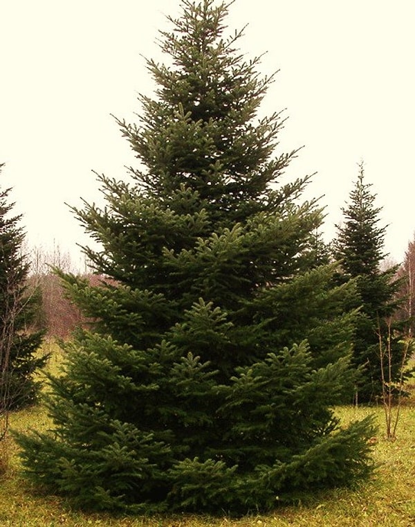 2. А можно назвать дочь Елью?