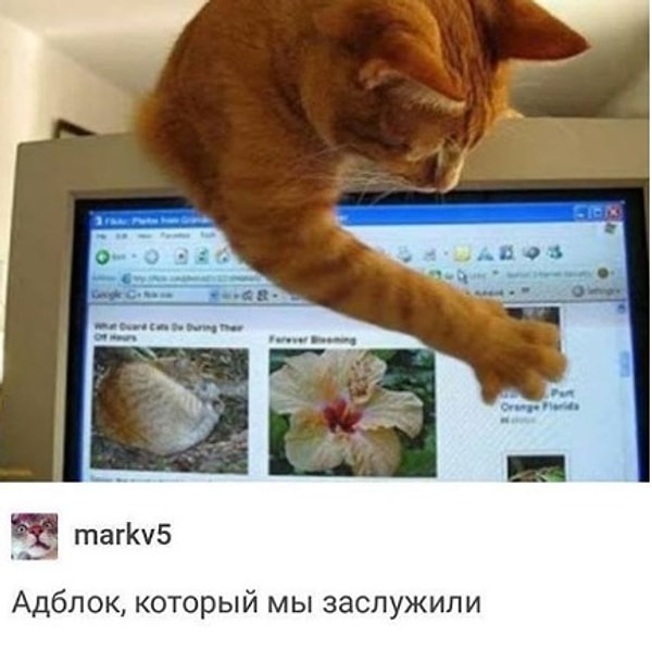 4. "Хозяин, зачем тебе этот негатив?"