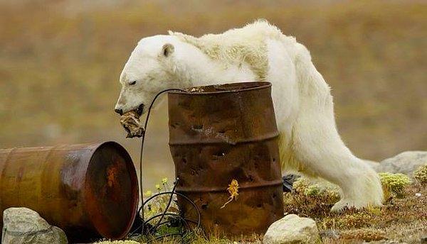 Kanada'nın Baffen Adası'nda kaydedilen görüntülerde bir kutup ayısının buzulların eridiği bir ortamda çöpten yiyecek bulmaya çalıştığı görülüyor 😥
