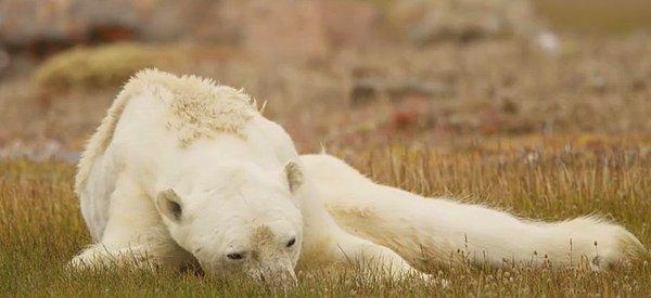 Nicklen ayrıca, eğer küresel ısınmanın önüne geçilmezse önümüzdeki yüz yıl içerisinde bütün kutup ayısı nüfusunun yok olacağını hatırlattı.