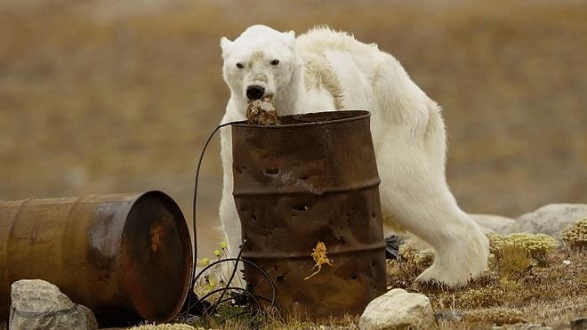 Kutup Ayıları Çölde Yaşayamaz! Tek Bir Kareyle Küresel Isınmanın Geldiği Boyutu Yüzümüze Çarpan Fotoğrafçı