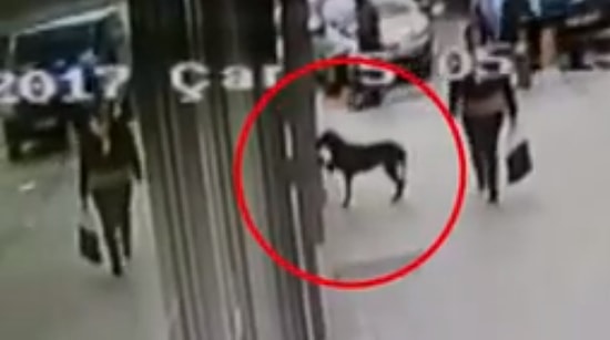 Kocaeli'de Marketin Camına Patisiyle Vurup Yemek İsteyen Köpek