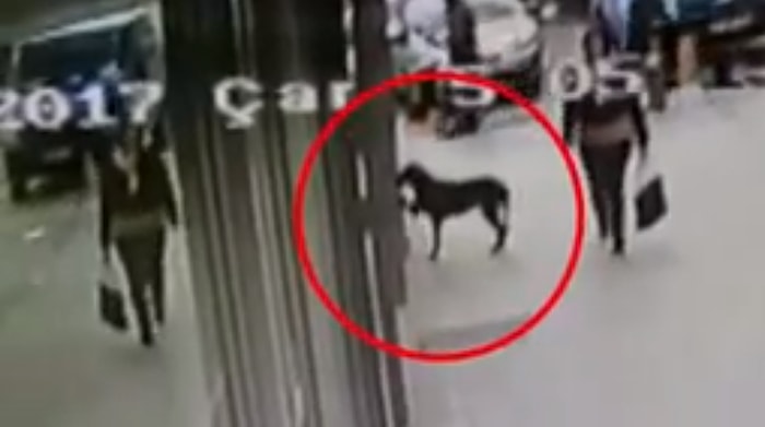 Kocaeli'de Marketin Camına Patisiyle Vurup Yemek İsteyen Köpek