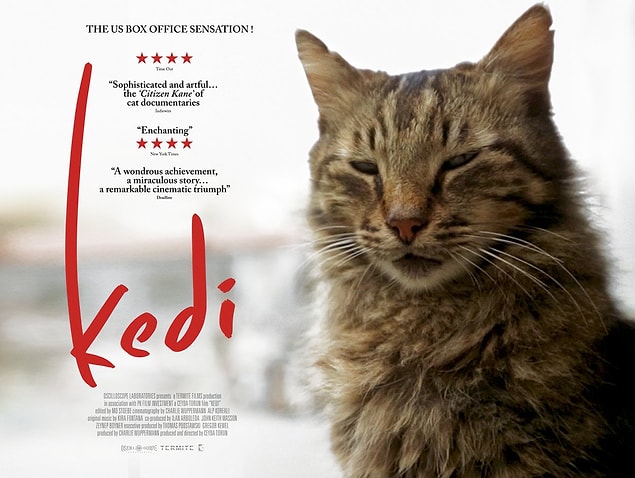 5. Kedi: Ceyda Torun
