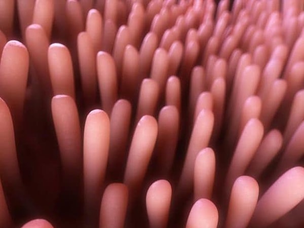 5. Эти органы нужны для...