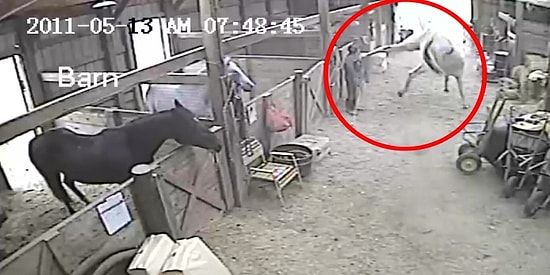 Günlük Bakımı Yapıldığı Sırada Huysuzlanan Attan Beklenmedik Tepki