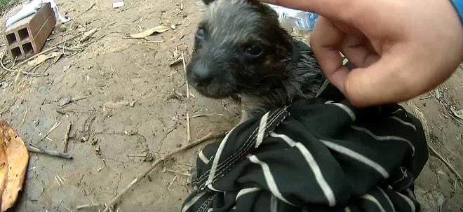 Boğulmak Üzere Olan Yavru Köpeği Kurtararak Tekrardan Hayata Döndüren Güzel İnsan