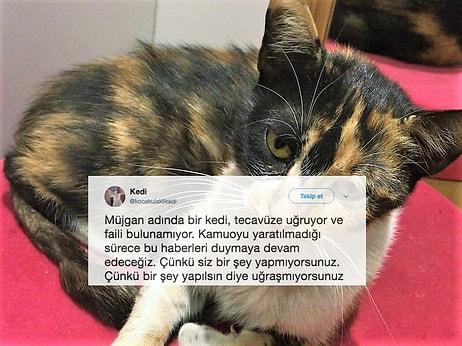 Gaziosmanpaşa'da Kediye Tecavüz: Müjgan İnsanlardan Kaçıyor, Suçlu Hâlâ Aramızda Dolaşıyor