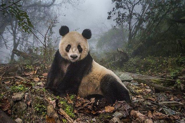 12. Pandalar Zıvanadan Çıkmış - Ami Vitale (2. Kendi Yaşam Alanlarında Hayvanlar Kategorisi)