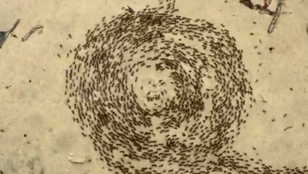 "Муравьиные круги" или "Спирали смерти" - в чем состоит это беспощадное природное явление?