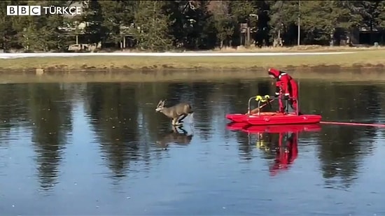 Buz Tutmuş Gölün Üzerinde Mahsur Kalan Geyiğe Yardım Eden Güzel İnsan