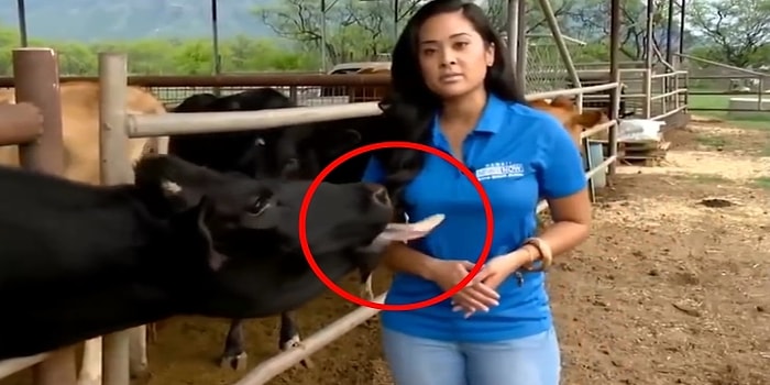 Televizyon Tarihinin Canlı Yayınlarda Yaşanmış En Tuhaf 13 Anı