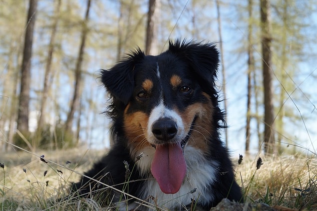 2. Köpeklerin Dilleri Neden Sürekli Dışarıdadır ?
