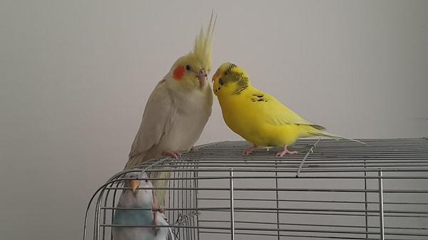 8. Muhabbet Kuşları ve Papağanlar Nasıl Konuşabiliyorlar?