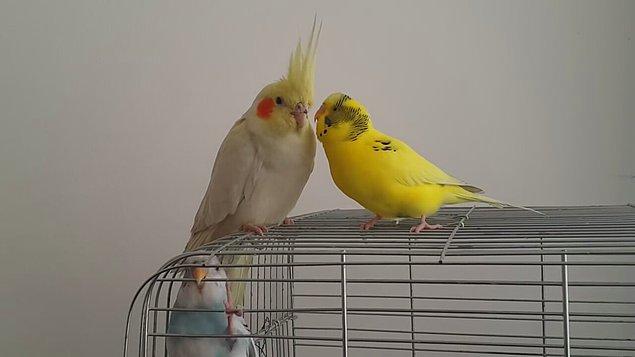 8. Muhabbet Kuşları ve Papağanlar Nasıl Konuşabiliyorlar?