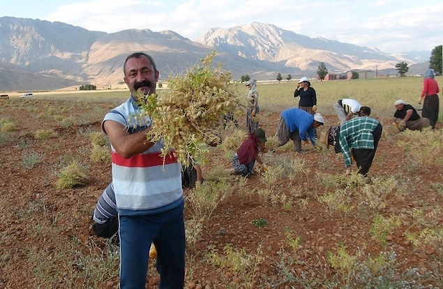 Hazineye ait olan 650 dönümlük araziyi tarım için kullanılması amacıyla halka dağıttı. Böylece hem iş gücü oluşuyor hem de boş olan araziler değerlendiriliyor.