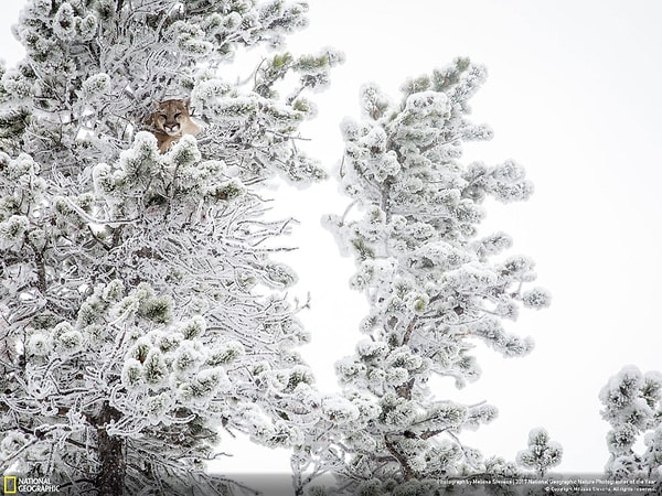 5. Скрытые глаза, Мелисса Стивенс