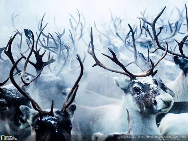 11. Толпа, Мартин Олсон